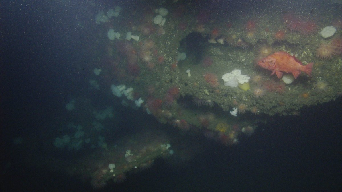 This is an image of a shipwreck off the coast of Washington.